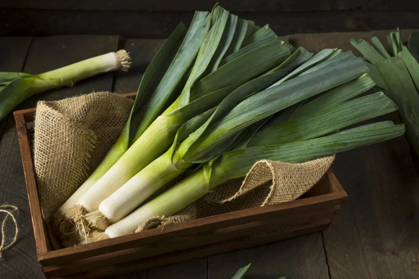 Giant Musselburgh Leek Seeds - Scotch Giant Non-GMO Heirloom Allium ampeloprasum