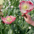 Organic Pink Poppy Seeds - Qis Bowling Ball Variety - Papaver somniferum - 500 Seeds for Garden, Borders & Pollinator Attracting