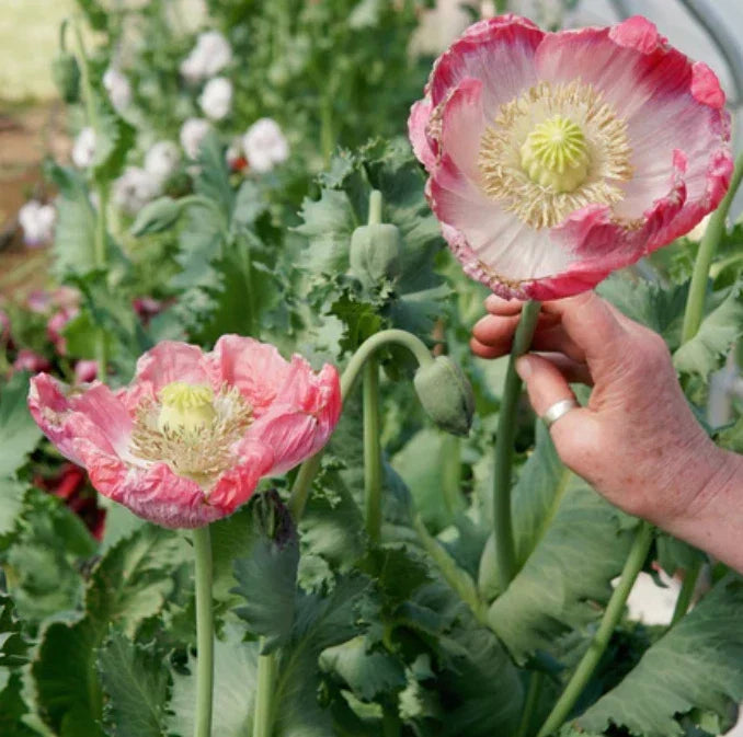 Organic Pink Poppy Seeds - Qis Bowling Ball Variety - Papaver somniferum - 500 Seeds for Garden, Borders & Pollinator Attracting