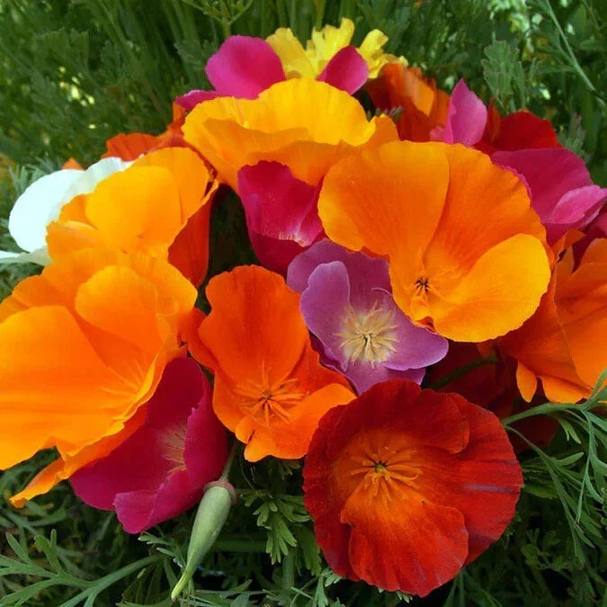 California Dreaming Mix Poppy Seeds – Pack of 200+ Wildflower Seeds for Garden, Papaver somniferum, Vibrant Spring & Summer Blooms