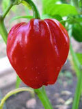 Habanero Chile Pepper Seeds - Heirloom Variety, 20+ Seeds, Spicy Flavor, Capsicum chinense, Fresh & Cooked Dishes