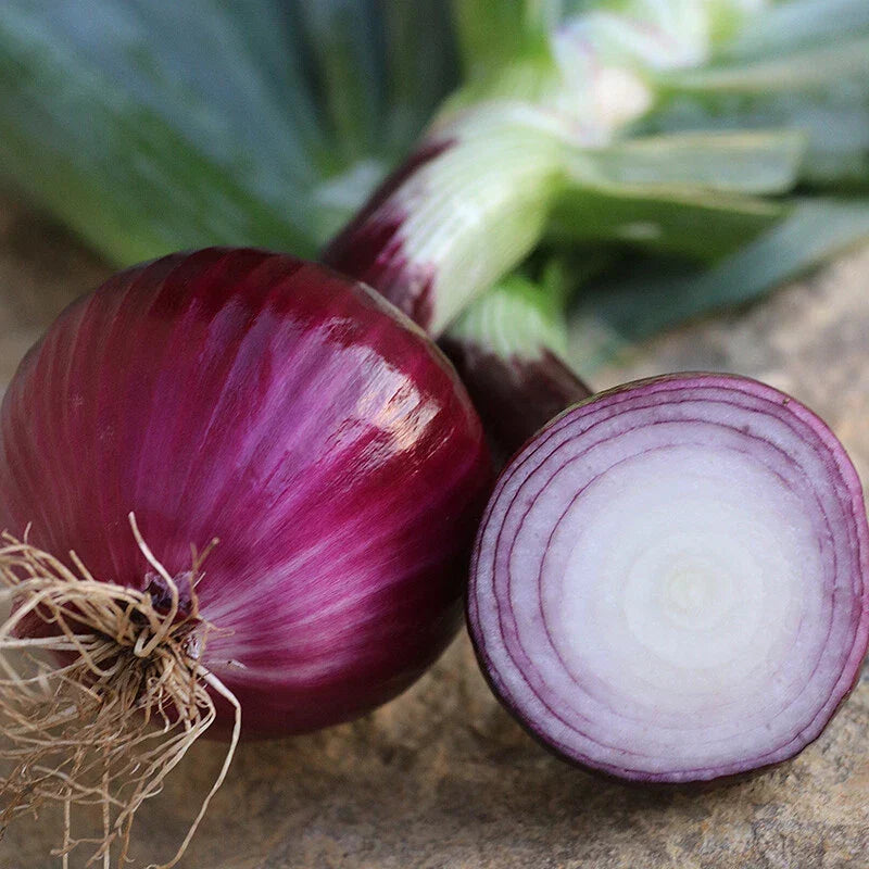 Ruby Red Onion Seeds - Non-GMO, Long Day, Heirloom Quality, Allium cepa, Vegetable Seeds for Garden and Farming