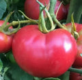 Bradley Tomato Seeds - 100+ Pack, Culinary Cooking Vegetables, Solanum lycopersicum