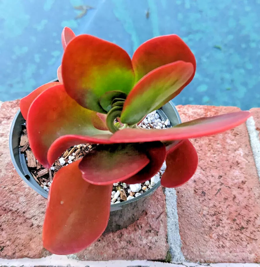 Kalanchoe Dragongfire Succulent Plant 4-Inch Pot Bright Red Foliage Indoor Garden