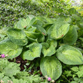 Hosta Paradigm Perennial Plant in 5.25" Pot, Colorful Corrugated Leaves, Shade Tolerant, Hosta 'Paradigm'