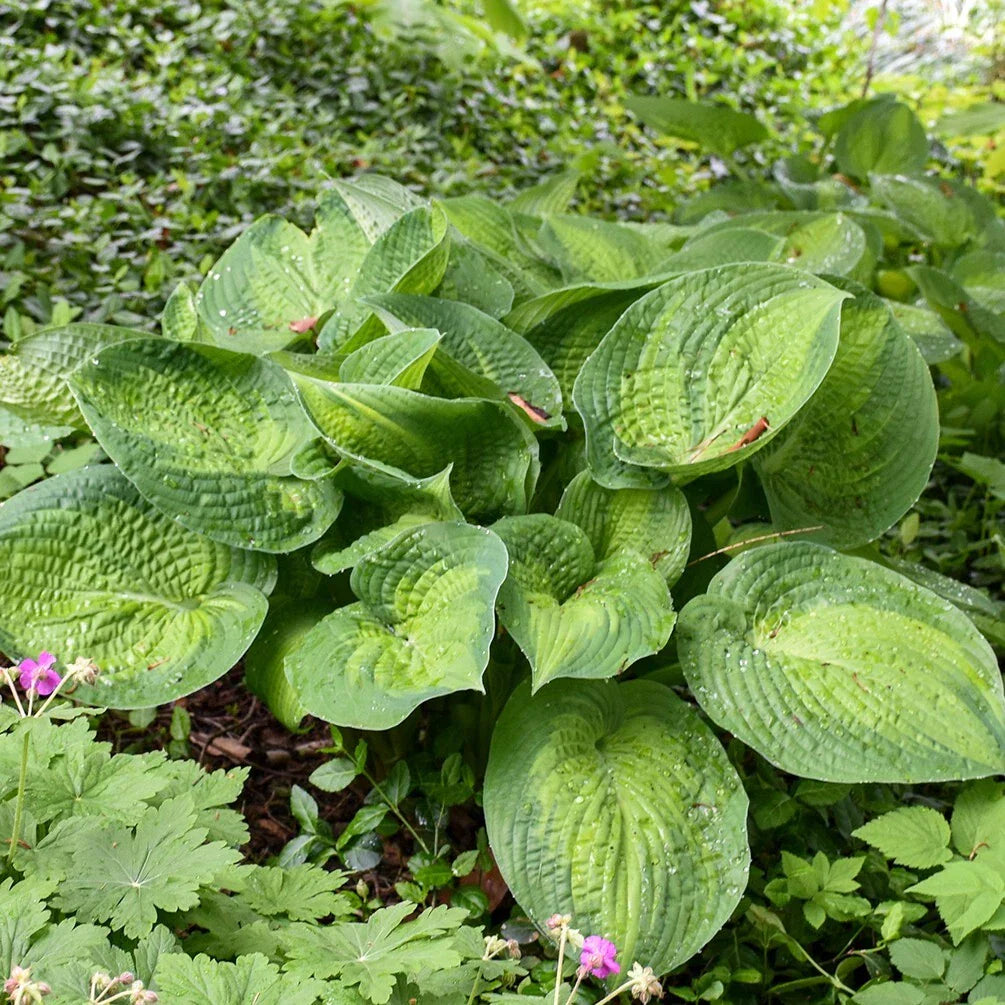 Hosta Paradigm Perennial Plant in 5.25" Pot, Colorful Corrugated Leaves, Shade Tolerant, Hosta 'Paradigm'
