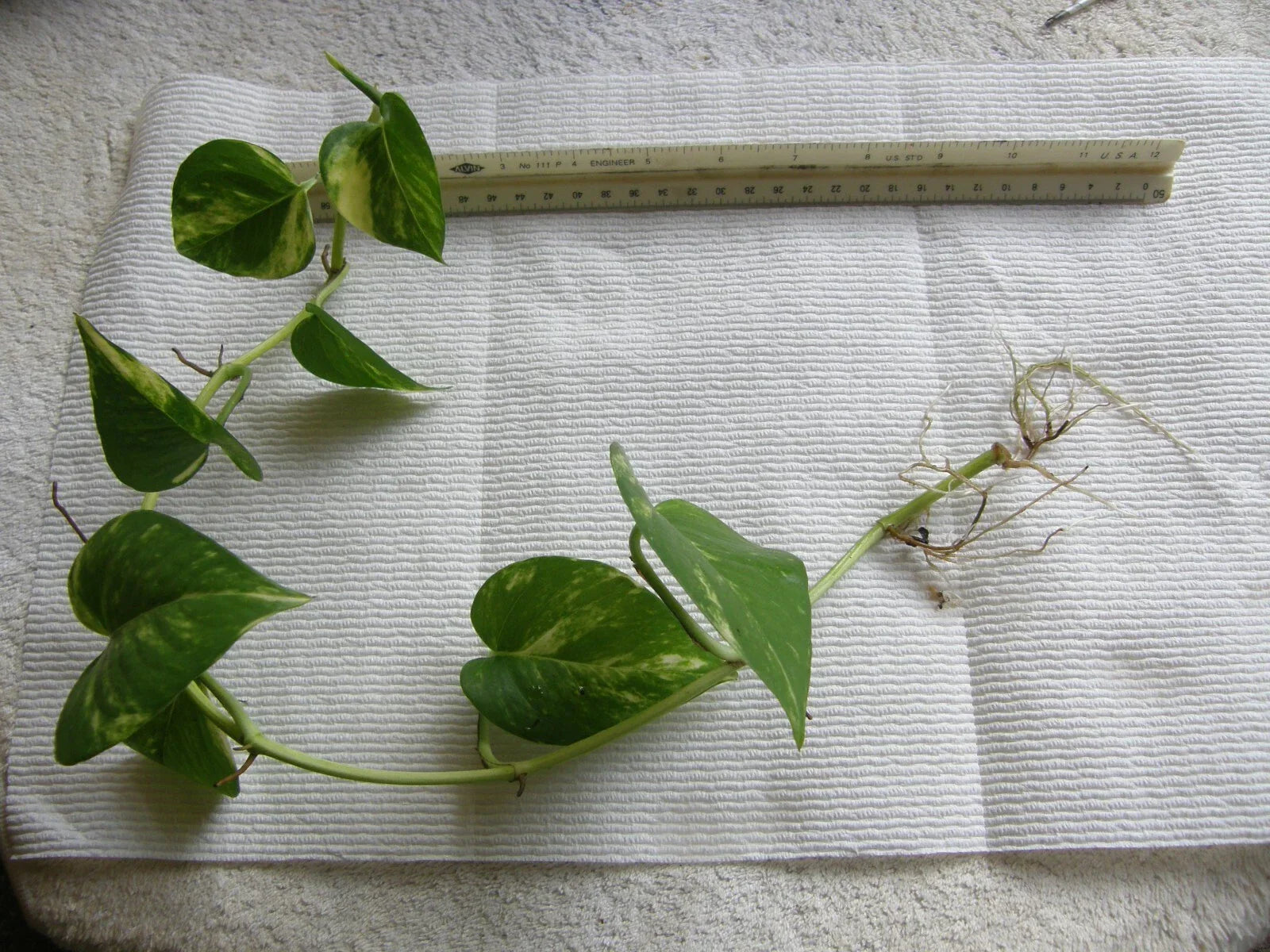 Golden Pothos Bare Root Plant - Epipremnum aureum with 6-18 Inch Rooted Vines, Indoor Houseplant