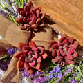 Succulent Plant Bare Root Graptoveria Ruby Donna, Easy Care Indoor Houseplant, Rosette-Forming, Vibrant Red Foliage