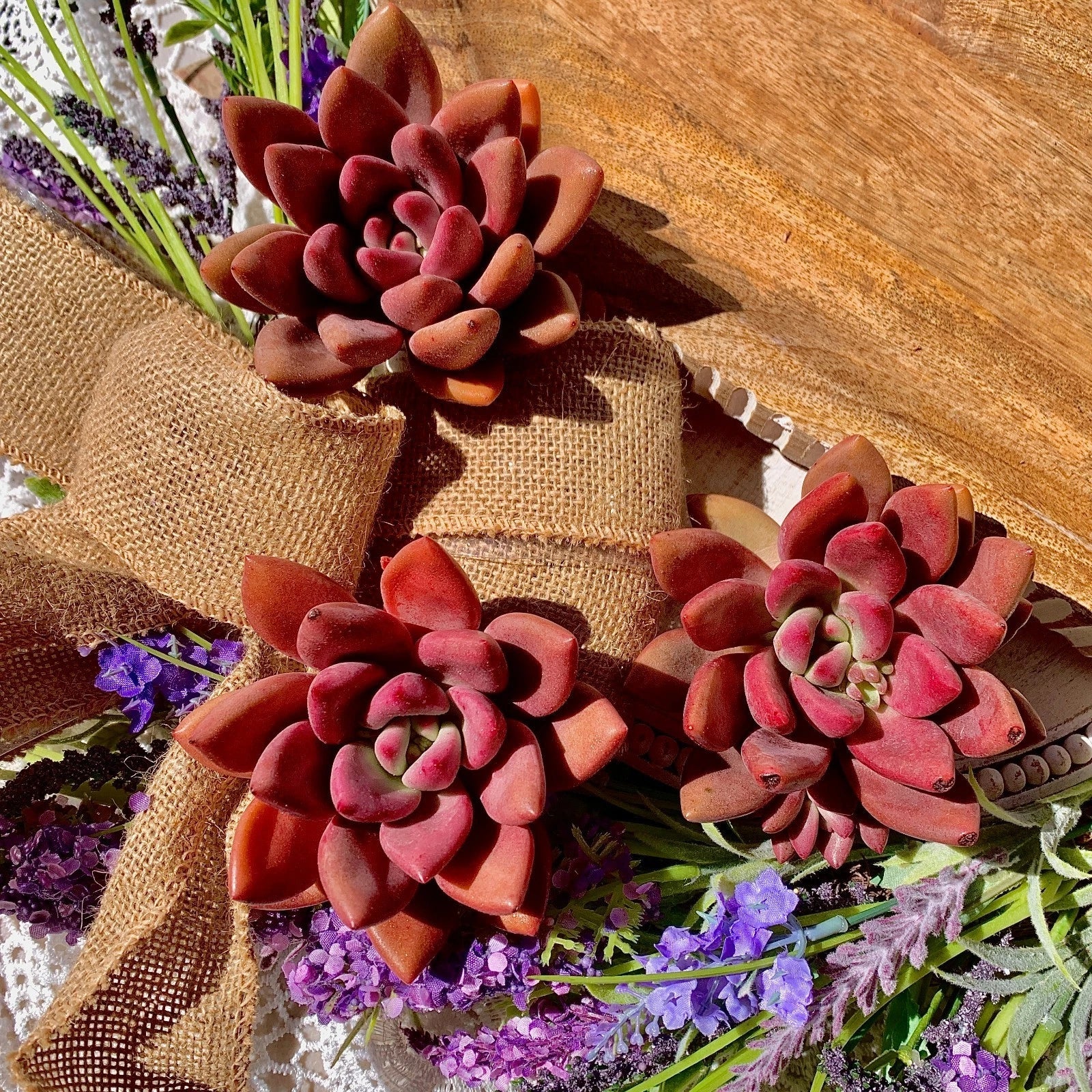 Succulent Plant Bare Root Graptoveria Ruby Donna, Easy Care Indoor Houseplant, Rosette-Forming, Vibrant Red Foliage
