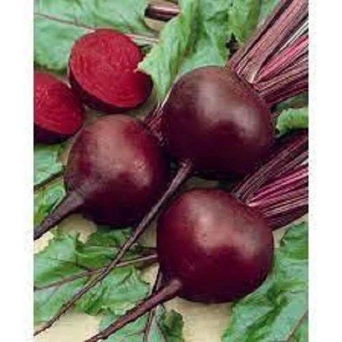 Premium Detroit Red Beet Seeds Organic Heirloom Vegetable Seeds for Home Gardening Beta vulgaris