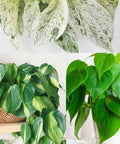 Philodendron Brazil & Marble Queen Pothos Cuttings | Houseplant Propagation | Heartleaf Philodendron & Epipremnum aureum