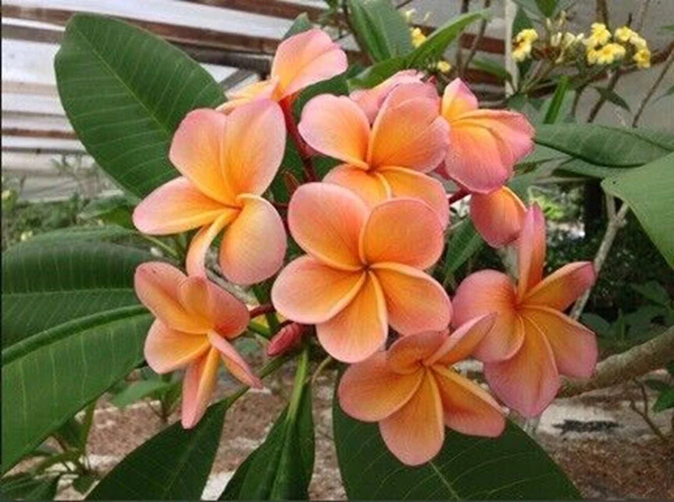 Light Pink Orange Plumeria Seeds - 5 Perennial Flower Seeds for Garden, Patio, Butterfly & Hummingbird Attraction