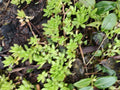 Creeping Sedum Groundcover Plants - 50 Perennial Sedum spp. for Rock Gardens & Erosion Control