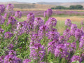 Rocky Mountain Bee Plant Seeds - Native Wildflower for Pollinators - Cleome serrulata - 101+ Seeds for Garden, Meadow & Landscaping