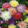 Nova Mix Aster Seeds - 50 Flower Seeds, Colorful Asters, Aster novae-angliae, Perennial Garden Seeds