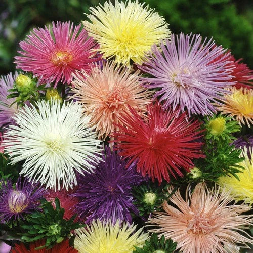 Nova Mix Aster Seeds - 50 Flower Seeds, Colorful Asters, Aster novae-angliae, Perennial Garden Seeds