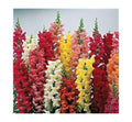Snapdragon Seeds - Liberty Clastic Mix - 25 Pack - Antirrhinum majus, Vibrant Flower Seeds for Garden Beds & Containers