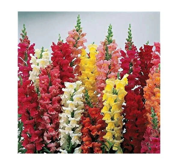 Snapdragon Seeds - Liberty Clastic Mix - 25 Pack - Antirrhinum majus, Vibrant Flower Seeds for Garden Beds & Containers