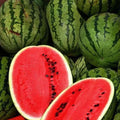 Organic Sweet Watermelon Seeds - 50 Pack Citrullus lanatus for Home Garden, Juicy, Flavorful, USA Grown, Free Shipping