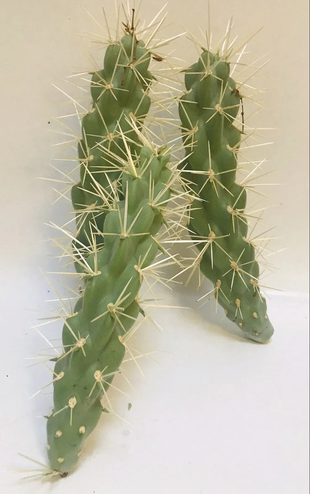 Live Cholla Cactus Cuttings - 3 Jumping Cholla Plants - Native to Tucson, Arizona - Desert Landscape, Indoor/Outdoor Garden