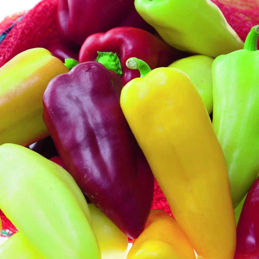 Sweet Pepper Seeds 100 Count - Capsicum annuum - Pretty N Sweet Variety for Garden or Container Cultivation
