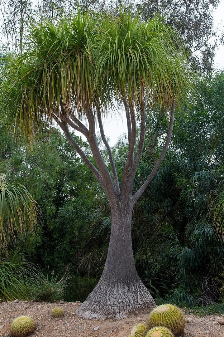 Ponytail Palm Seeds - Beaucarnea Recurvata - 20 Pack Succulent for Indoor & Outdoor Gardening