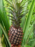 Smooth Cayenne Pineapple Seeds - Ananas comosus, 15+ Heirloom Seeds for Garden Planting, Tropical Fruit, USA Grown