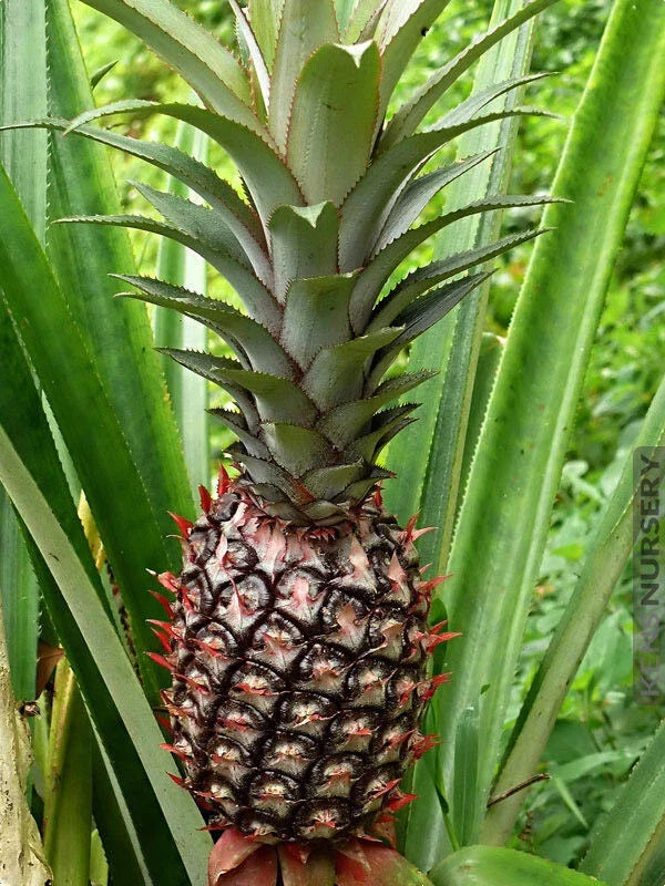 Smooth Cayenne Pineapple Seeds - Ananas comosus, 15+ Heirloom Seeds for Garden Planting, Tropical Fruit, USA Grown