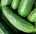 Marketer Cucumber Seeds - 50+ Pack Non-GMO Summer Vegetable Garden Cucumis sativus, Vining, High Yield