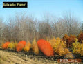 Flame Willow Tree Cuttings 4 Pack - Vibrant Orange and Red Bark - Salix mathewsii - Weeping, Fast-Growing Landscape Plant