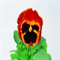 Pansy Seeds 50 Pack Swiss Giant Red & Gold Viola tricolor var. hortensis Garden Flower, Container, Border
