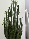 African Milk Tree Cutting - Succulent, Euphorbia trigona, Indoor Plant, Exotic Green Foliage, Easy Care