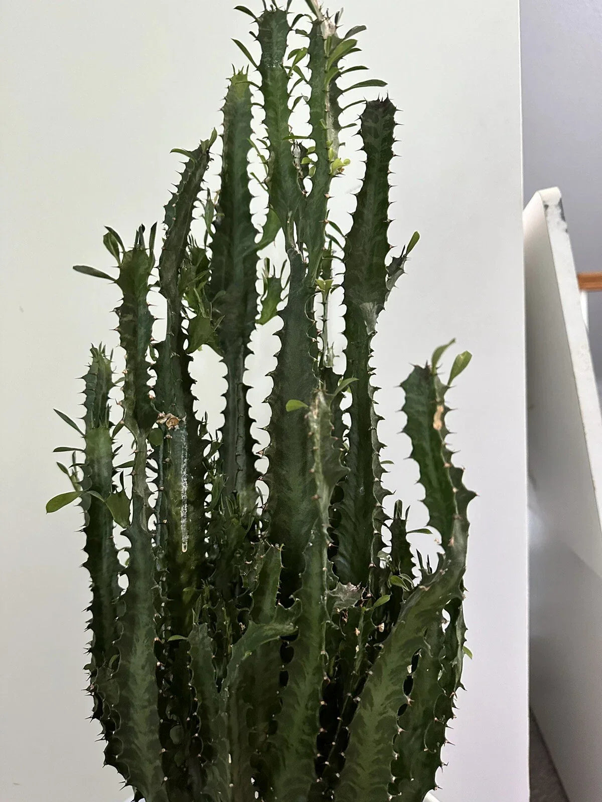 African Milk Tree Cutting - Succulent, Euphorbia trigona, Indoor Plant, Exotic Green Foliage, Easy Care