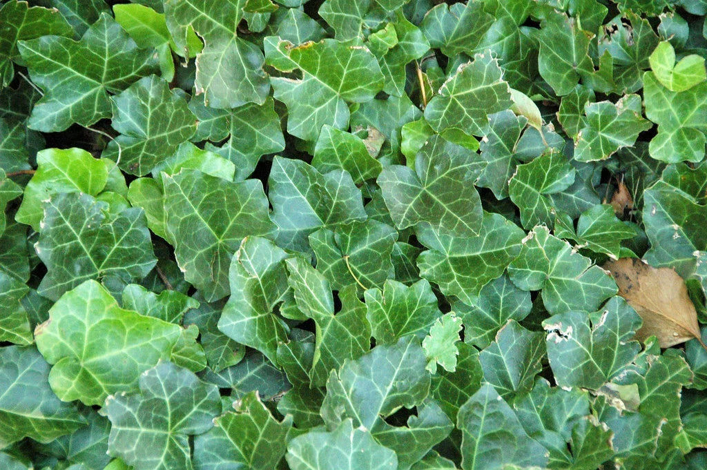 English Ivy Seeds - 10 Pack Hedera helix Indoor/Outdoor Climbing Plant for Garden and Home Decor