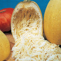 Organic Heirloom Spaghetti Squash Seeds – Non-GMO Cucurbita pepo Winter Harvest, Vining, 50+ Seeds