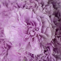 Lavender Carnation Seeds - Perennial Dianthus Flower Seeds for Garden, Lavender Blooms, Easy to Grow, Non-GMO, 100 Seeds