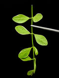 Dischidia Oiantha Variegata Cutting – Variegated Houseplant for Propagation, Trailing Vine, Indoor Plant Collection