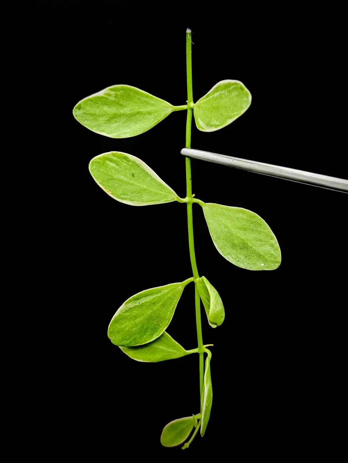 Dischidia Oiantha Variegata Cutting – Variegated Houseplant for Propagation, Trailing Vine, Indoor Plant Collection