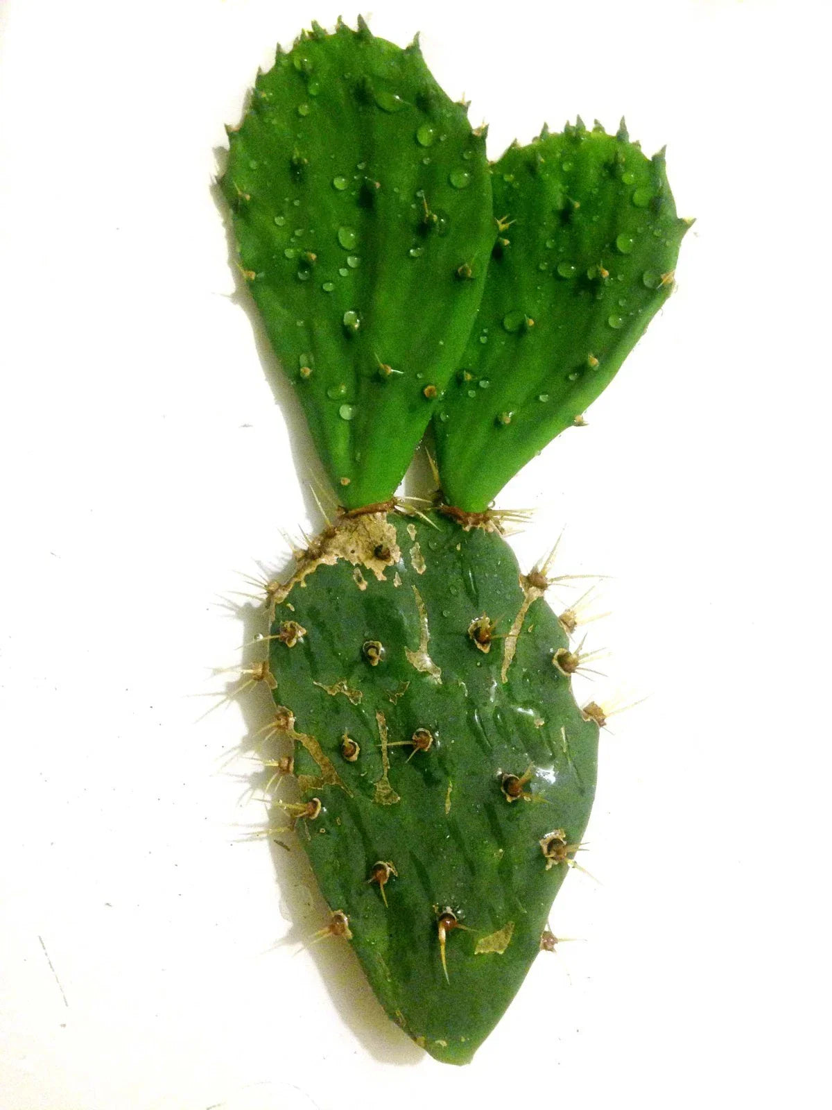 Opuntia Engelmannii Spiny Prickly Pear Cactus Cutting 10" - Drought-Tolerant Succulent for Indoor & Outdoor Gardens