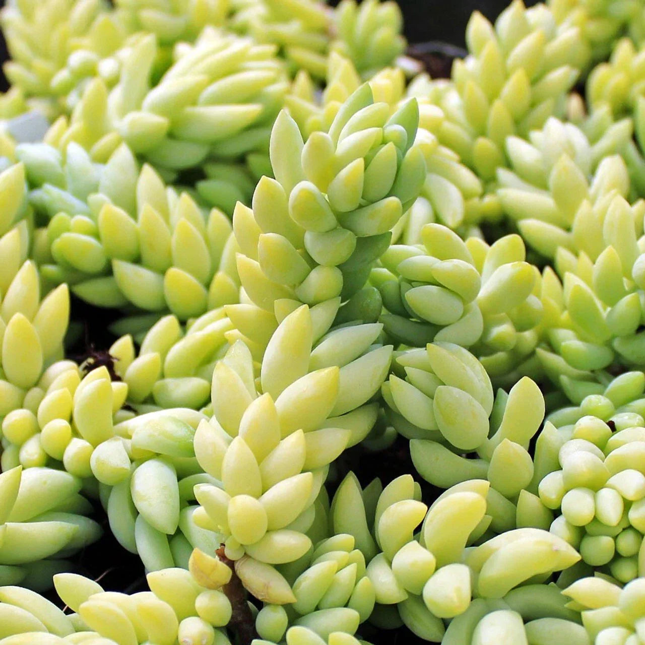 5" Donkey's Tail Succulent Cuttings - Sedum Morganianum, Trailing Indoor Plant, Easy Care Burro's Tail, Hanging Basket Suitable