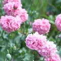 Pale Rose Poppy Seeds 200+ Pack - Papaver rhoeas - Non-GMO Garden Flower Seeds for Borders & Containers
