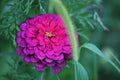 Zinnia Seeds Purple Prince Heirloom - 20+ Zinnia elegans Flower Seeds for Garden, Attracts Pollinators, Easy to Grow, US Seller