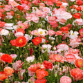 Double Shirley Poppy Seeds - Mixed Colors, 1000+ Seeds, Papaver rhoeas, Annual Flowers for Garden Borders & Cut Flowers