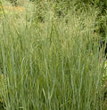 Switch Grass Seeds Pack 500+ Panicum Virgatum Ornamental Perennial Grass for Landscaping