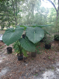 Giant Colocasia Plant 1 Gallon - Elephant Ear Taro - Colocasia esculenta - Tropical Foliage, Perennial, Garden or Indoor