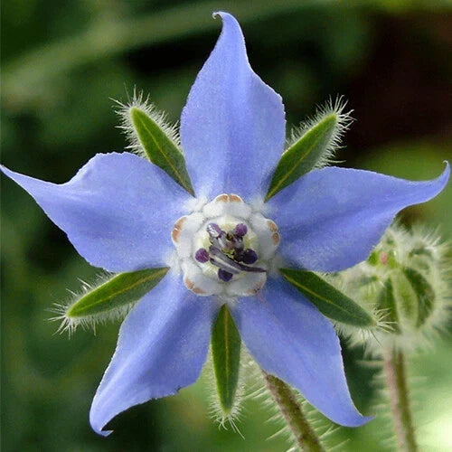 Borage Seeds - Heirloom Non-GMO Herb Seeds for Culinary & Pollinators - Borago officinalis, 100 Seeds