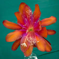 Epiphyllum Hybrid 'Tel Star' 4" Starter Pot, Exotic Flowering Succulent, Pink-Red Blooms, Epiphyllum spp.
