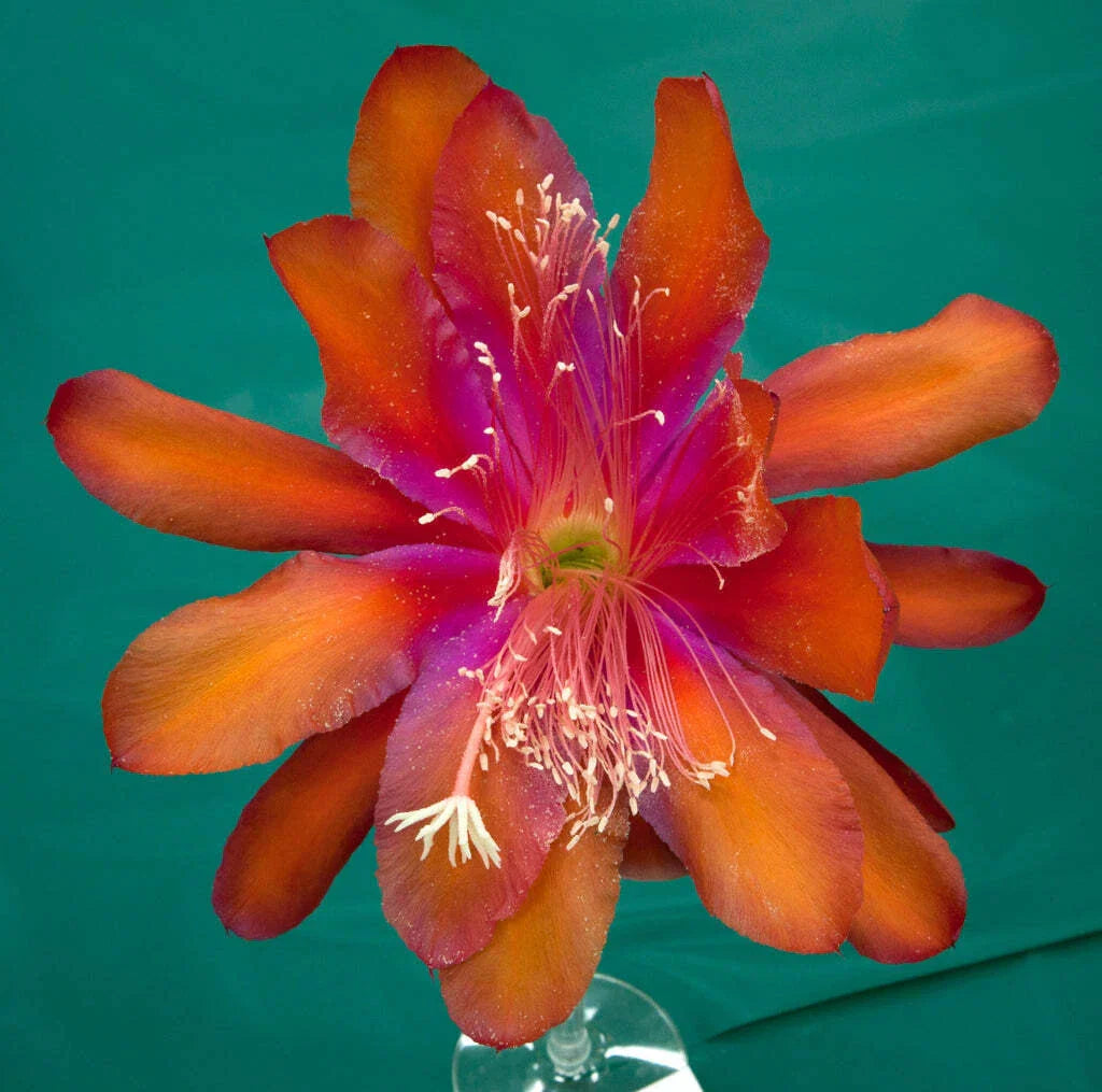 Epiphyllum Hybrid 'Tel Star' 4" Starter Pot, Exotic Flowering Succulent, Pink-Red Blooms, Epiphyllum spp.