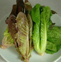 Red Romaine Lettuce Seeds - 500+ Non-GMO Heirloom Salad Greens Lactuca sativa for Home Gardens, Containers, Raised Beds