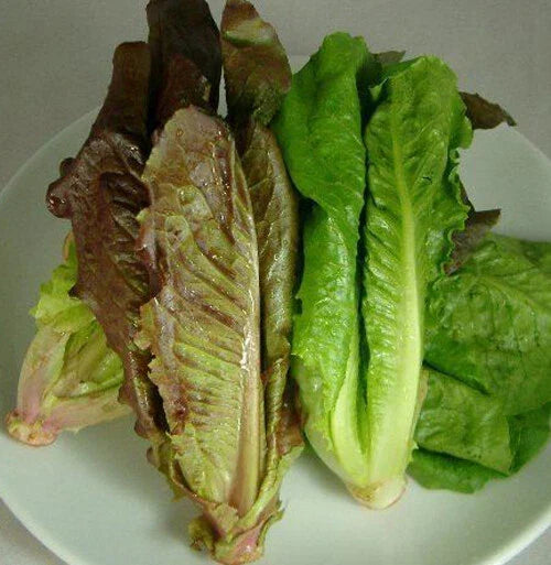 Red Romaine Lettuce Seeds - 500+ Non-GMO Heirloom Salad Greens Lactuca sativa for Home Gardens, Containers, Raised Beds